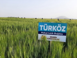 Zengin Tarm