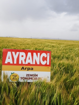Zengin Tarm